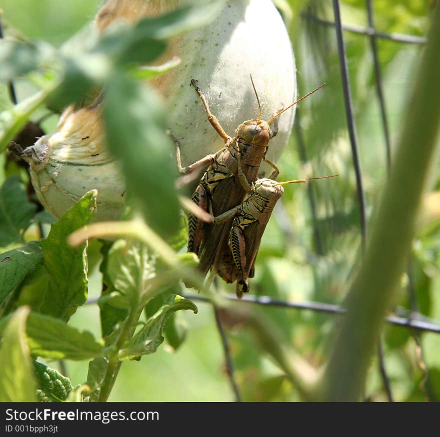 Close-up of mating grasshoppers. Shot with a Canon20D.