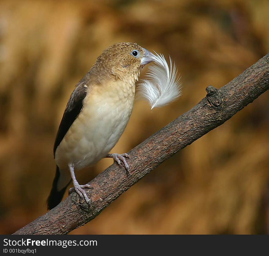 African silverbill