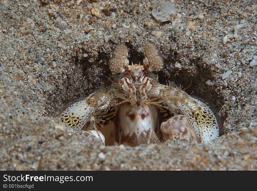 Mantis shrimp in hole in St. Vincent, BWI