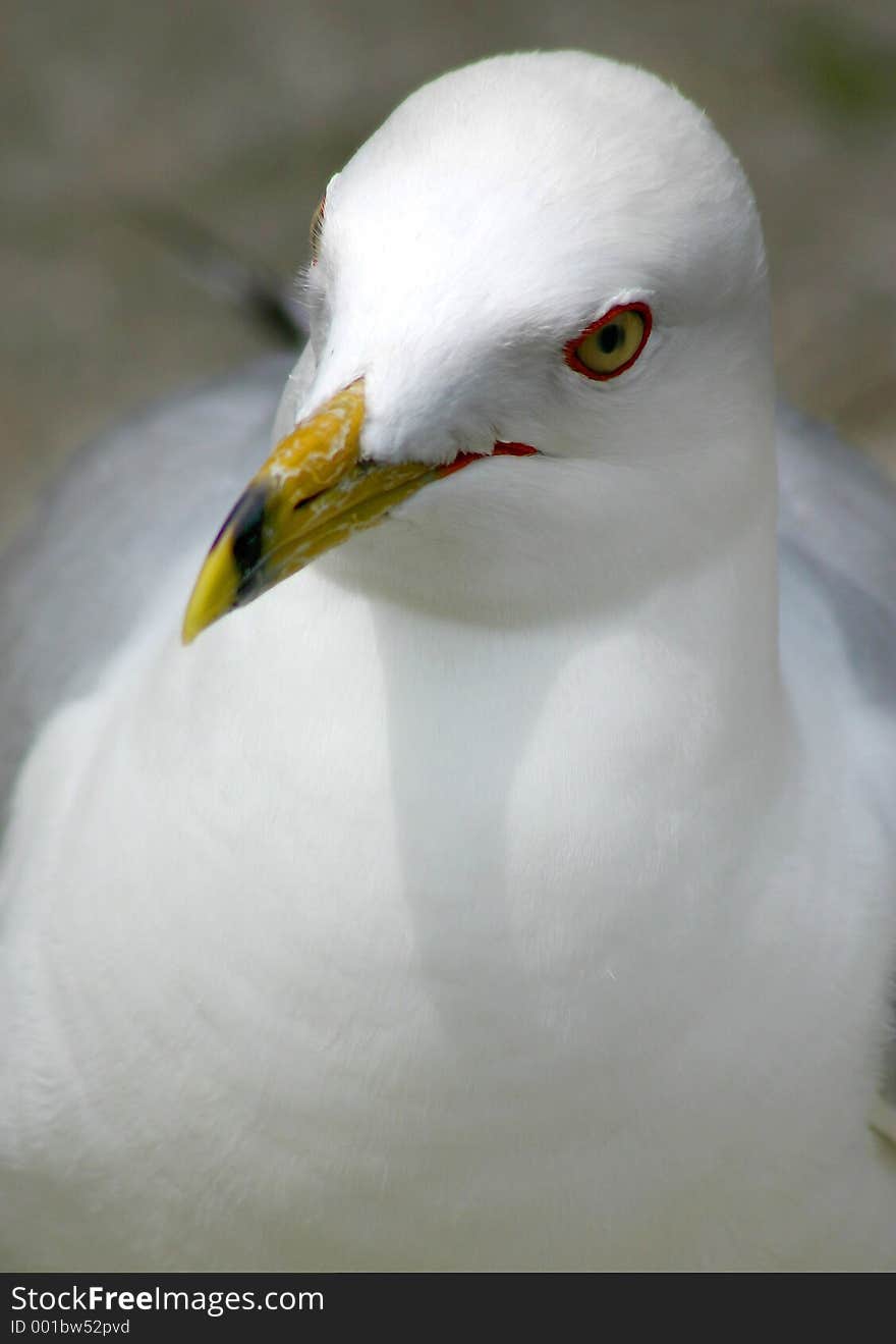 Seagull Portrait