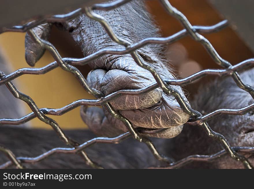 Ape's hand behind a cage