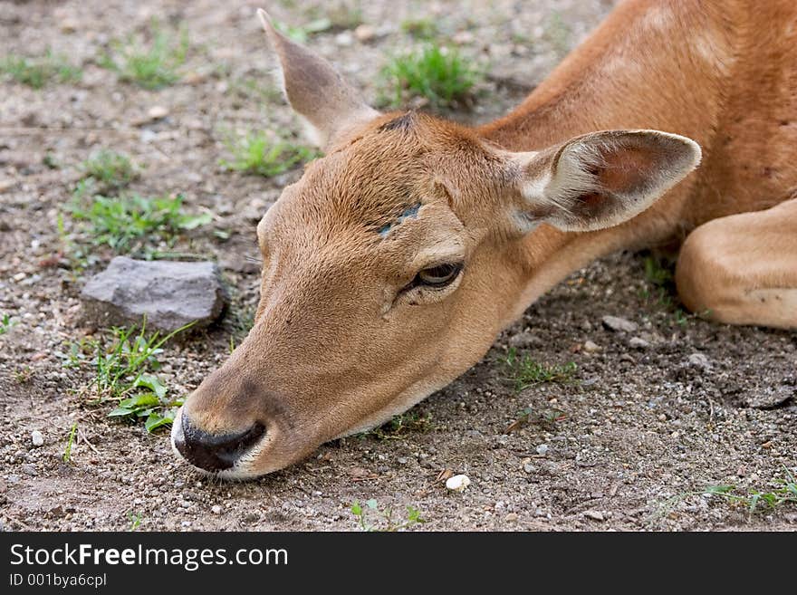 Deer