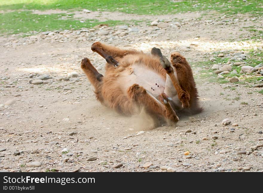 Llama rolling in the dust