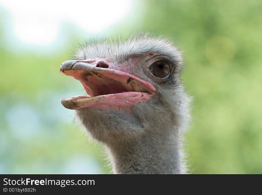 Close-up of an ostrich head