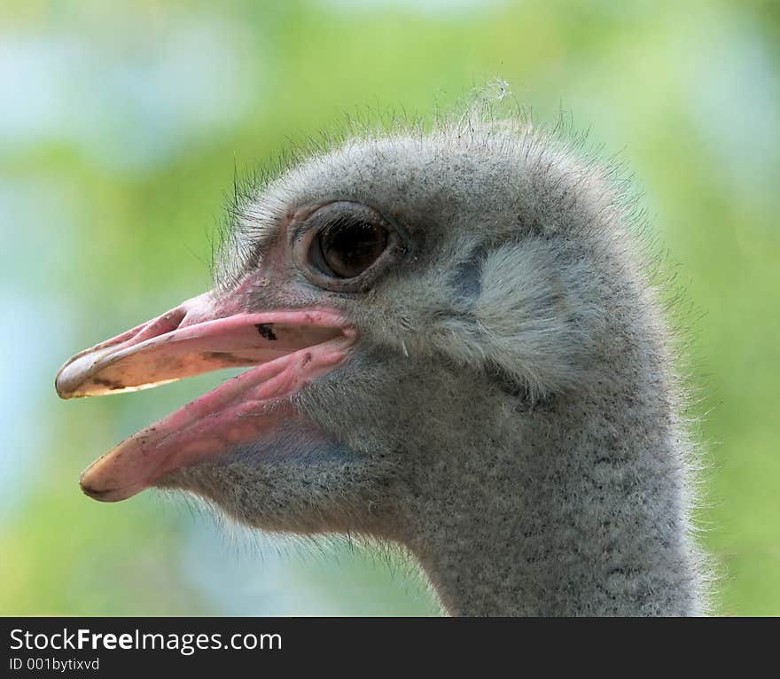 Close-up of an ostrich head