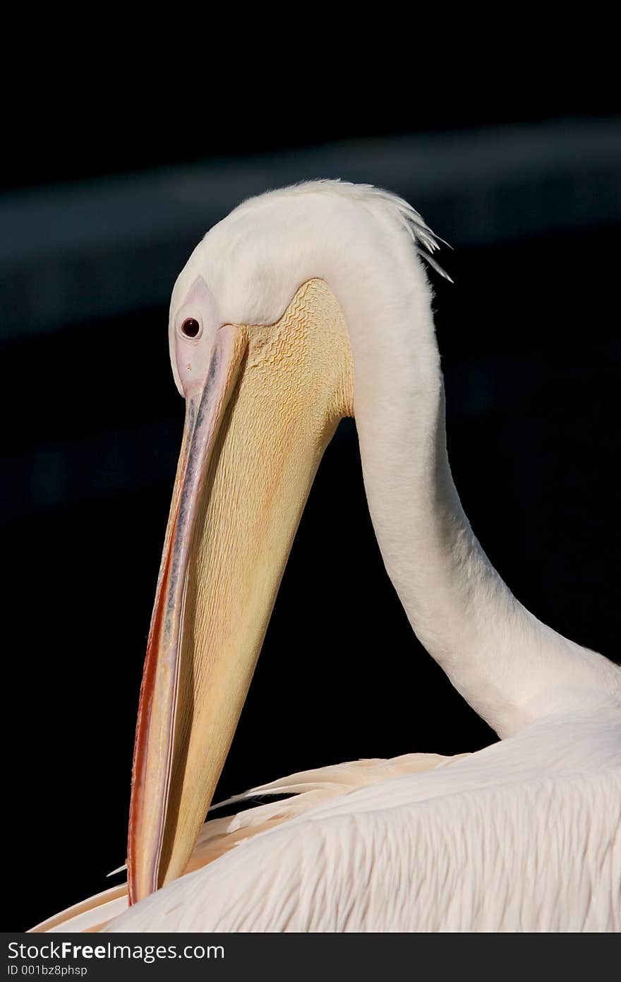 Head and neck of a pelican. Head and neck of a pelican