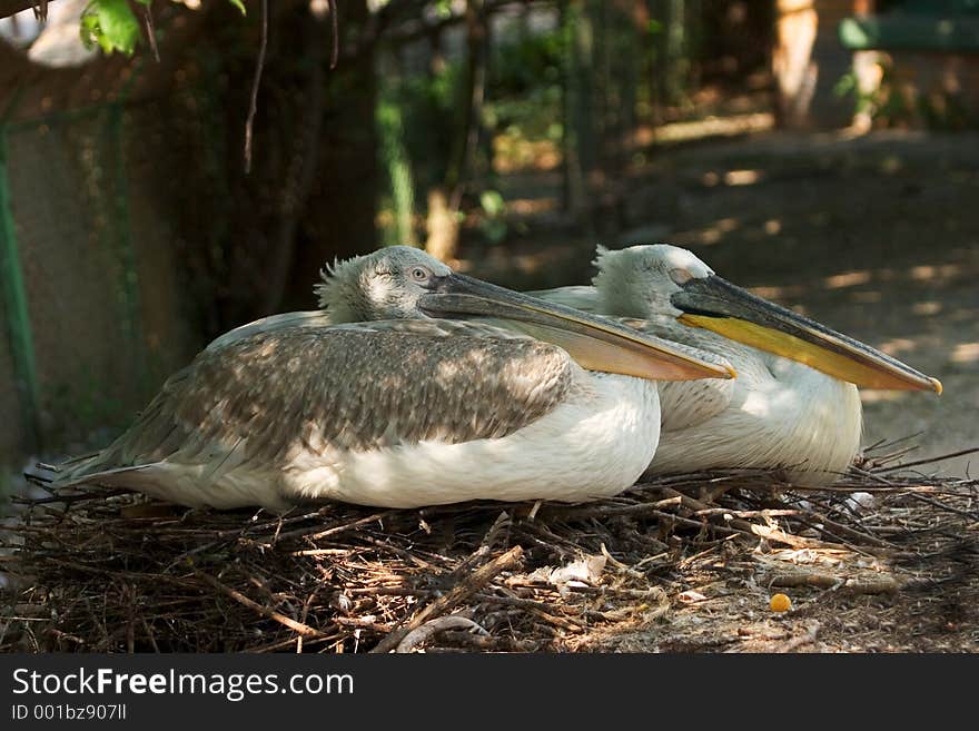 Two pelicans nesting