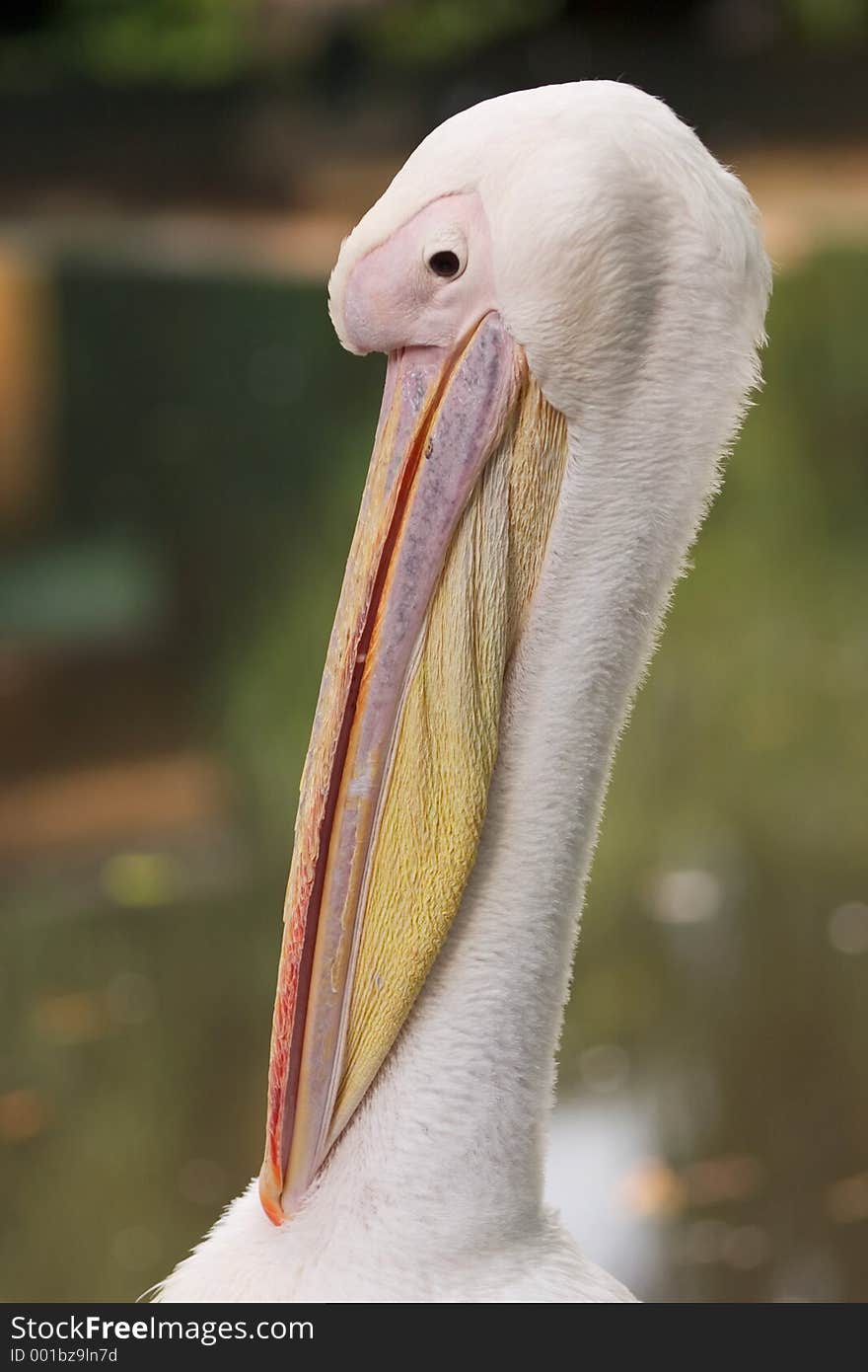 Head and neck of a pelican. Head and neck of a pelican