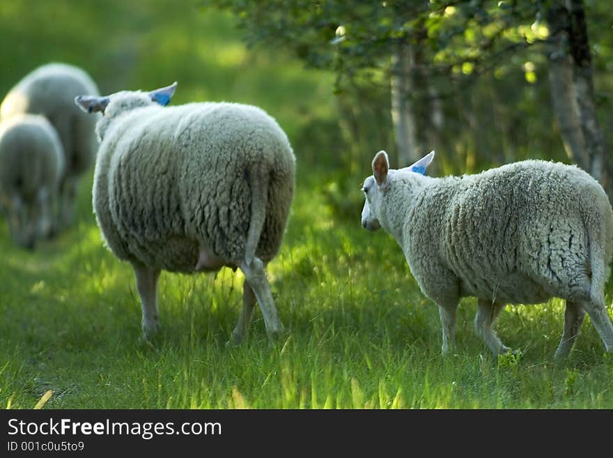Sheep, running. Sheep, running