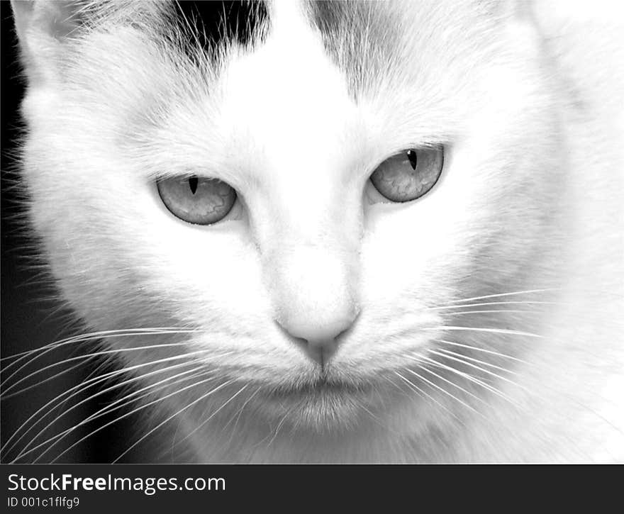 A staring black and white cat. A staring black and white cat