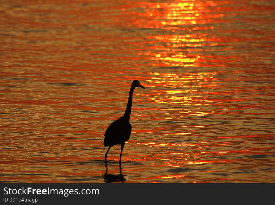 Reddish Egret at sunset on beach with space for text