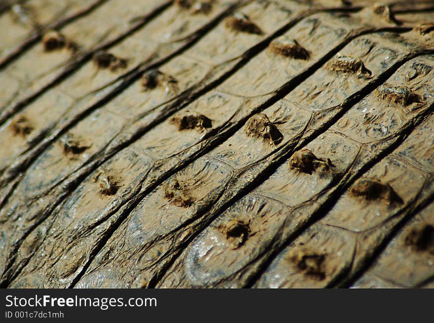 Crocodile Skin Up Close