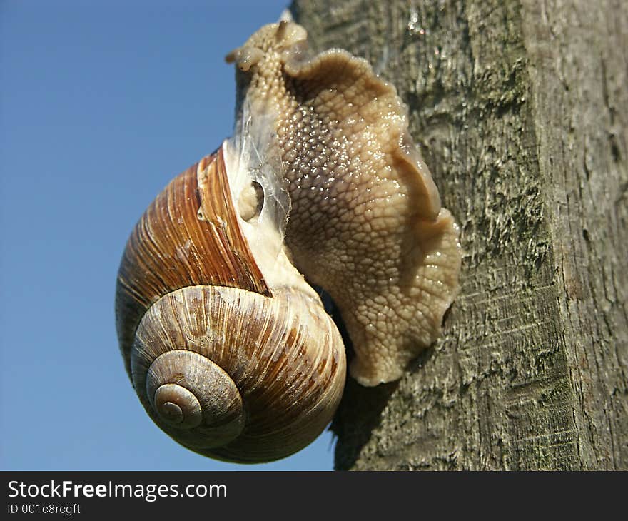 Snail climbing up a wooden peg