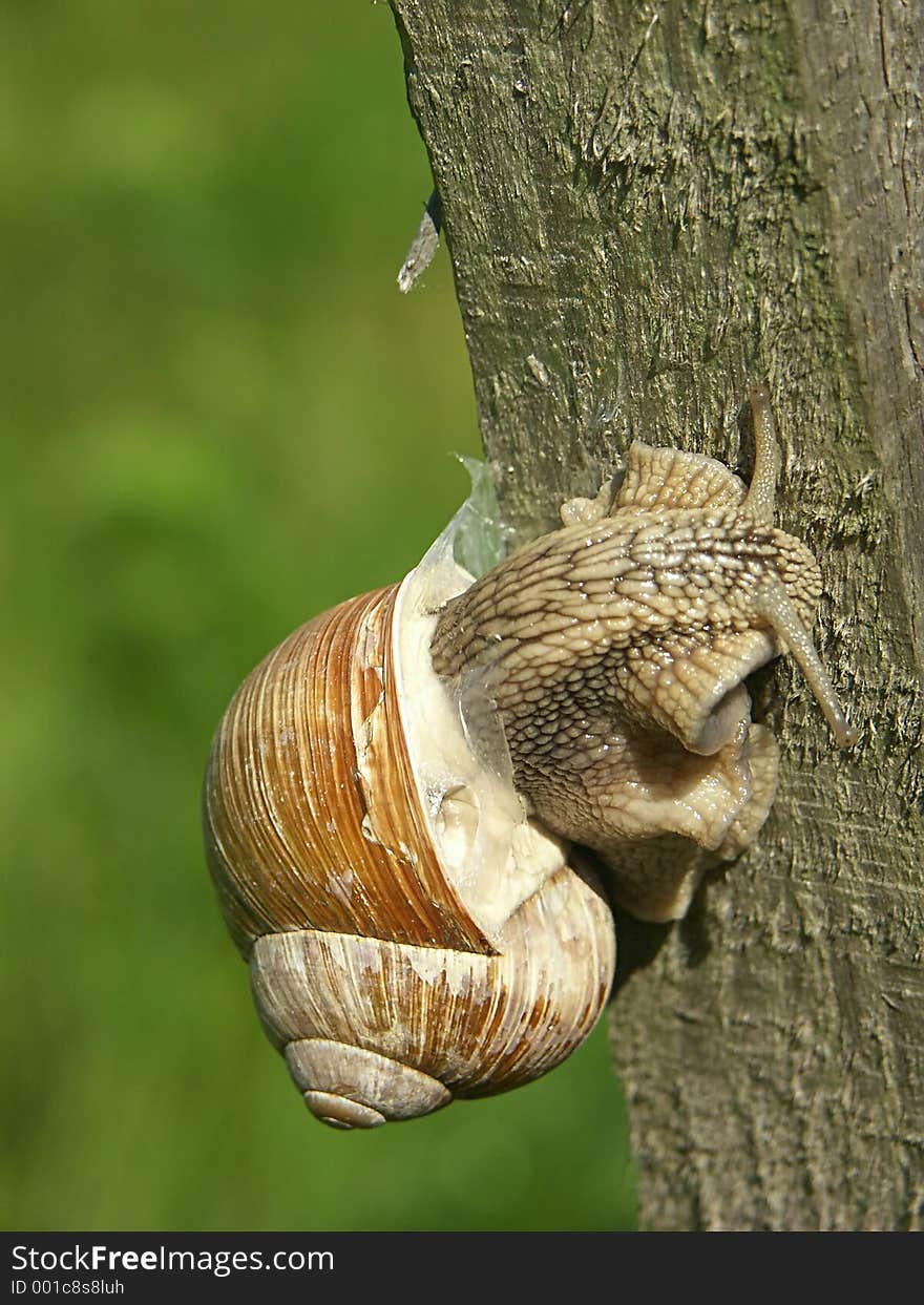 Snail on a wooden peg