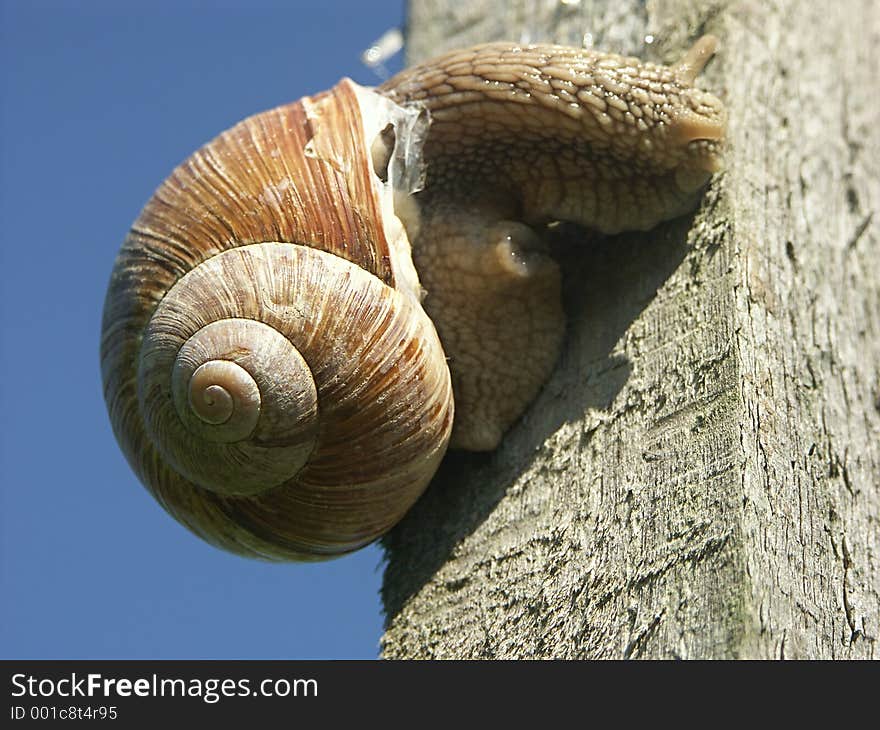 Snail on a wooden ped