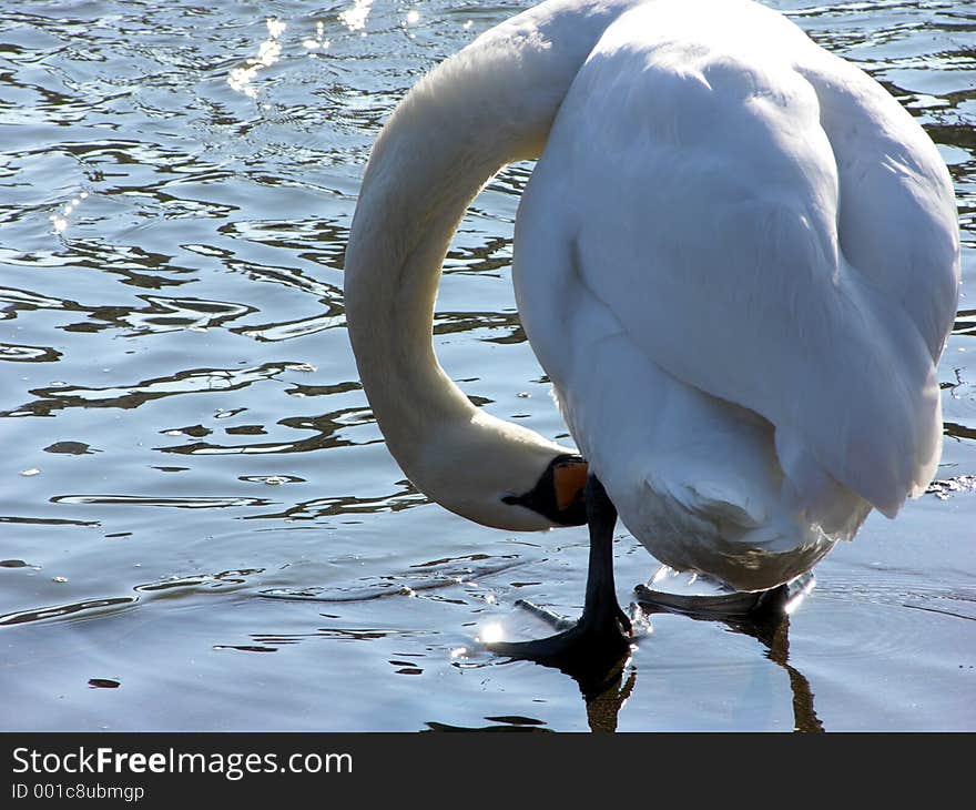 A swan by the river