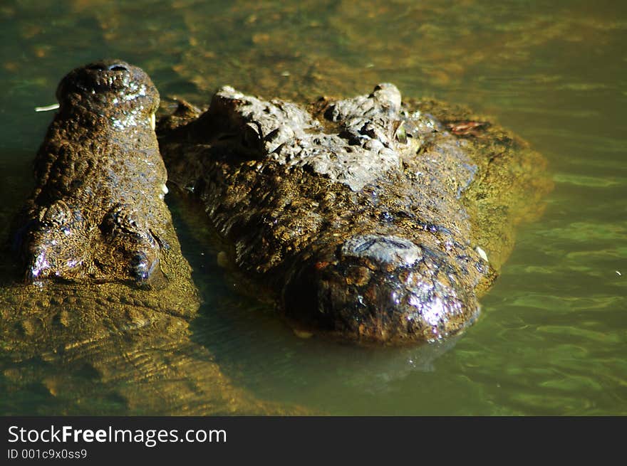 Adult nile crocodile, Kwazulu Natal, South Africa. Adult nile crocodile, Kwazulu Natal, South Africa