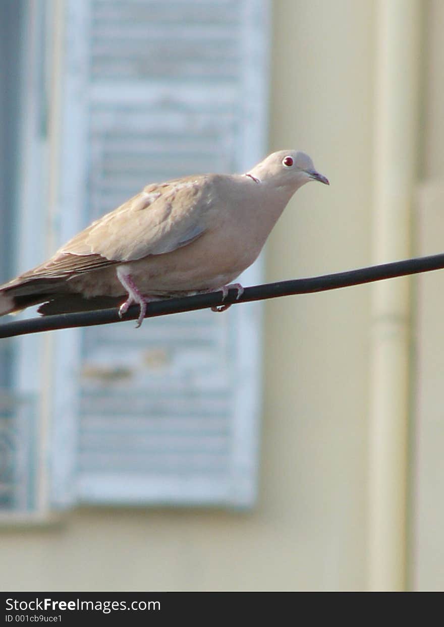 Collared dove on wire