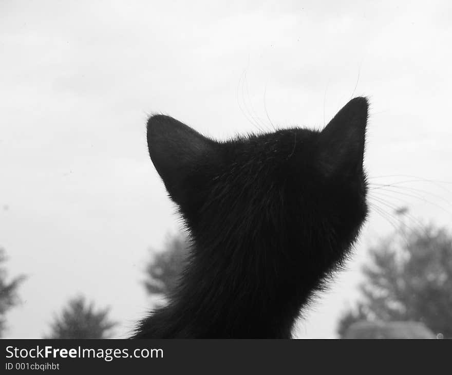 Kitten looking out of window. Kitten looking out of window