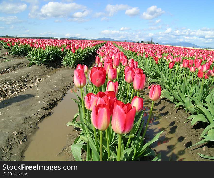 Tulips, Pink