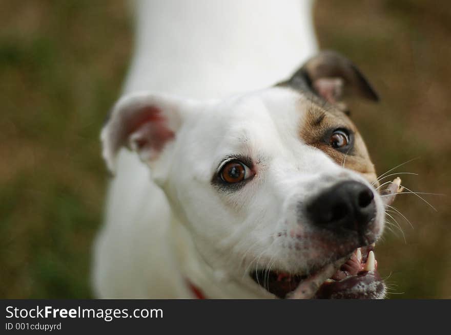 White dog pulling on stick, shallow focus on dog's eyes