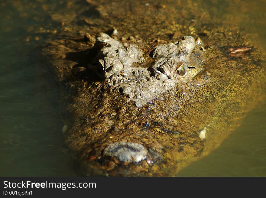 Nile crocodile 5