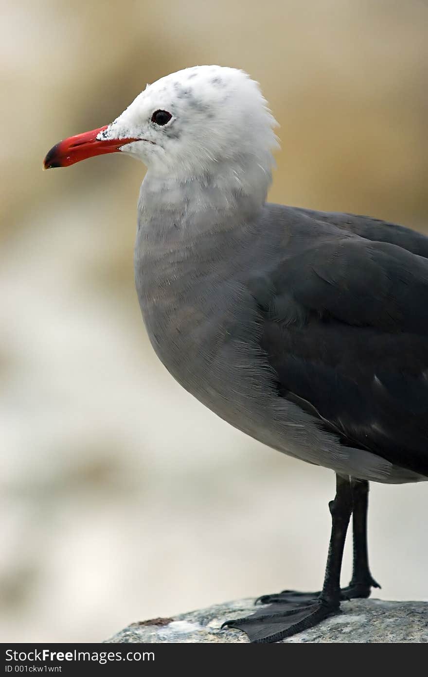 Seagull at California beach. Seagull at California beach