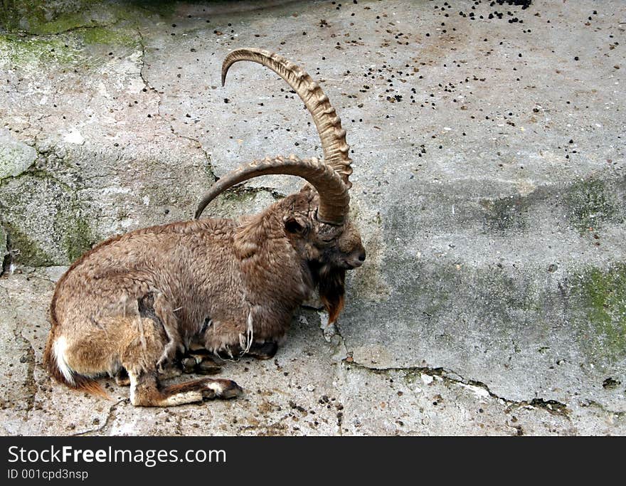 An ibex lying down