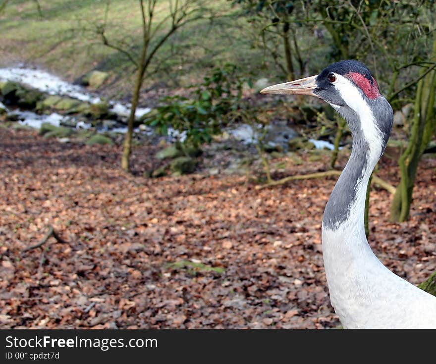 A King's Crane standing proudly