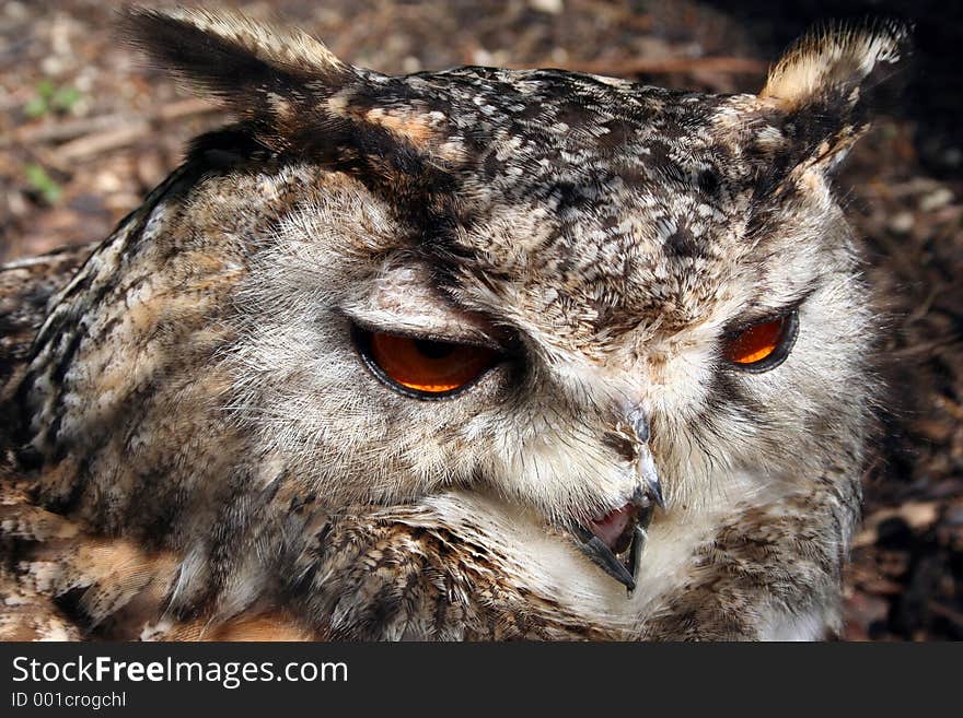 Owl Closeup