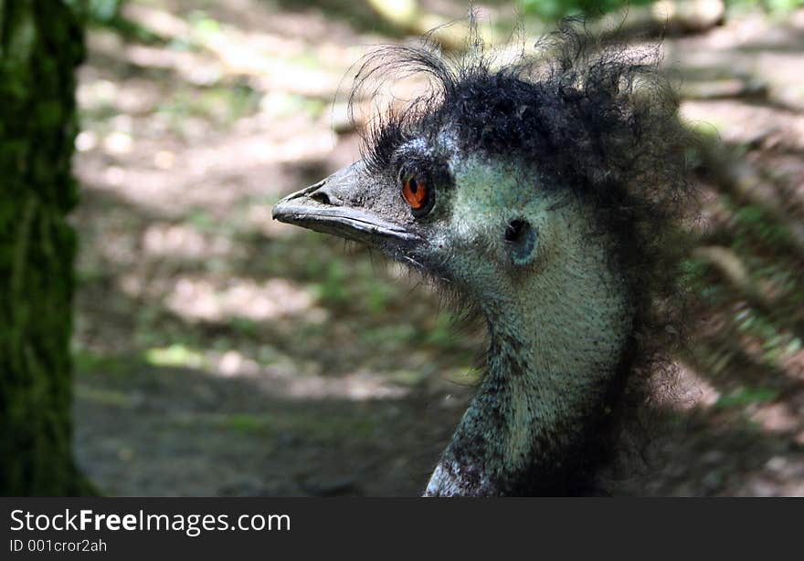 An ostrich with a very bad hair-day. An ostrich with a very bad hair-day