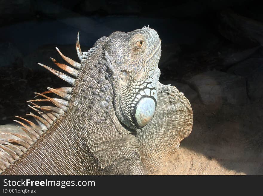 A scary iguana