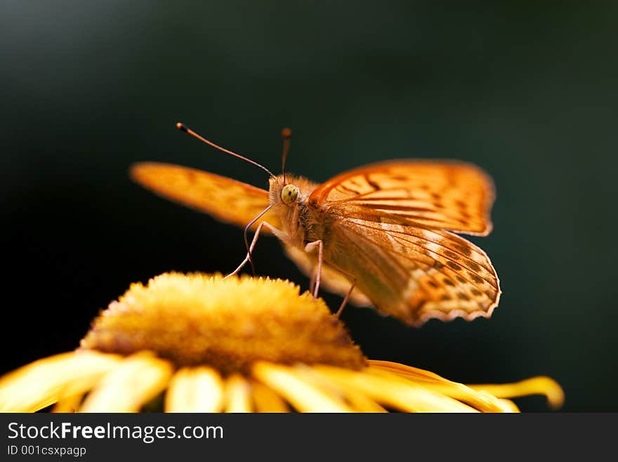 Orange butterfly with wings spread on yellow flower