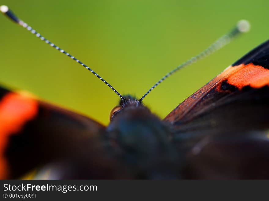 Butterfly antennas close-up on green background