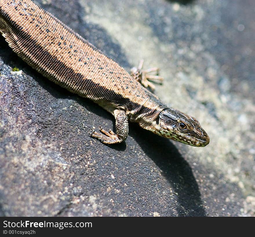 Macro of Gecko catching sun on rock. Macro of Gecko catching sun on rock