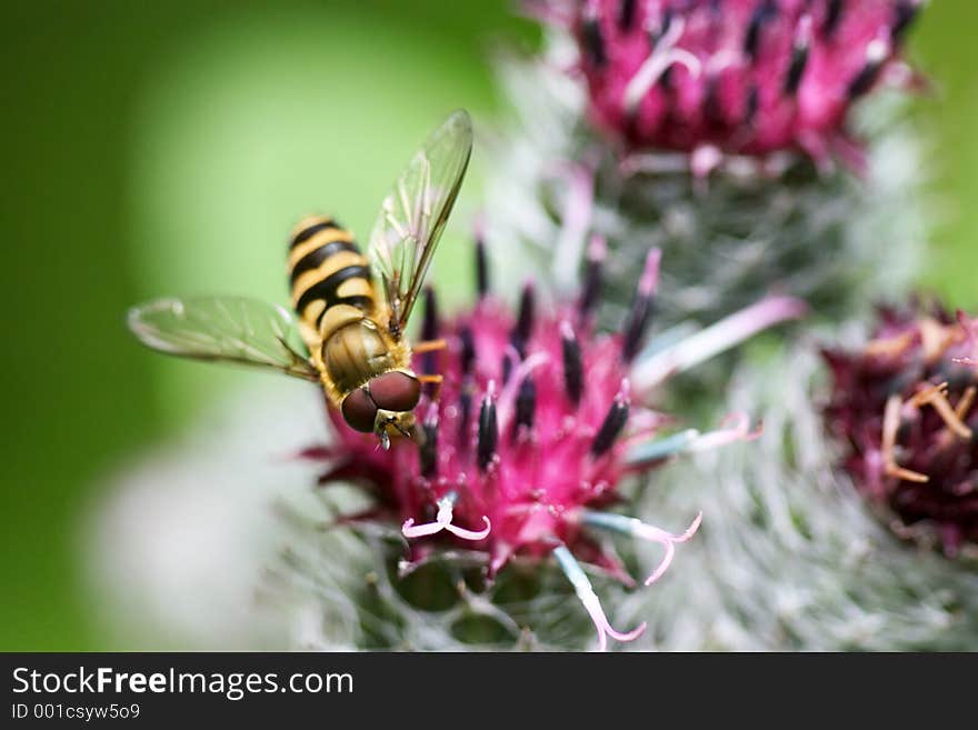 Tiny fly working on nettles