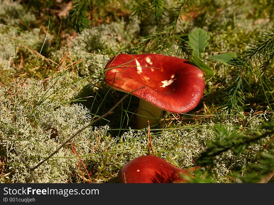 A red mushroom