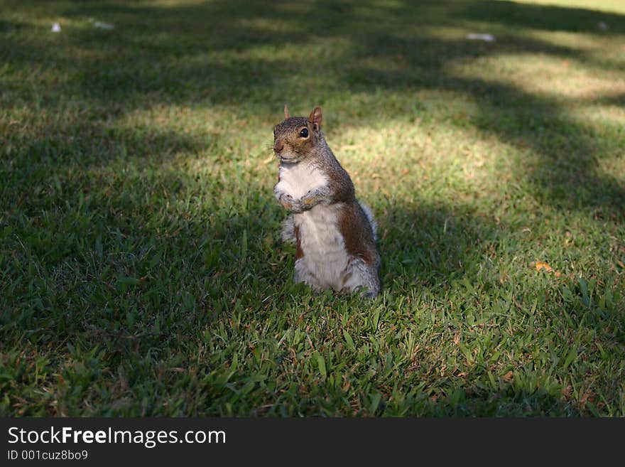 Squirrel