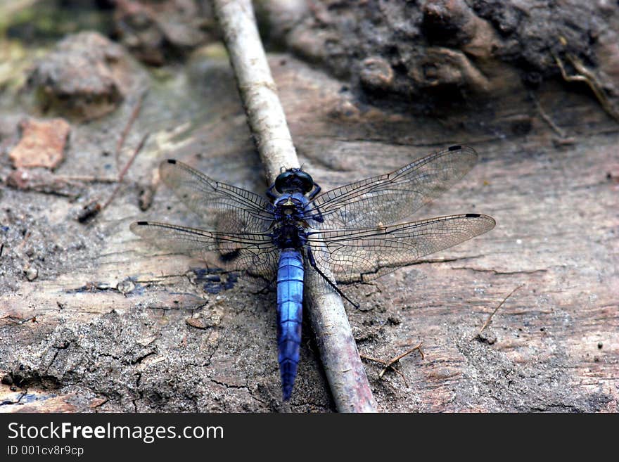 Insect a dragonfly