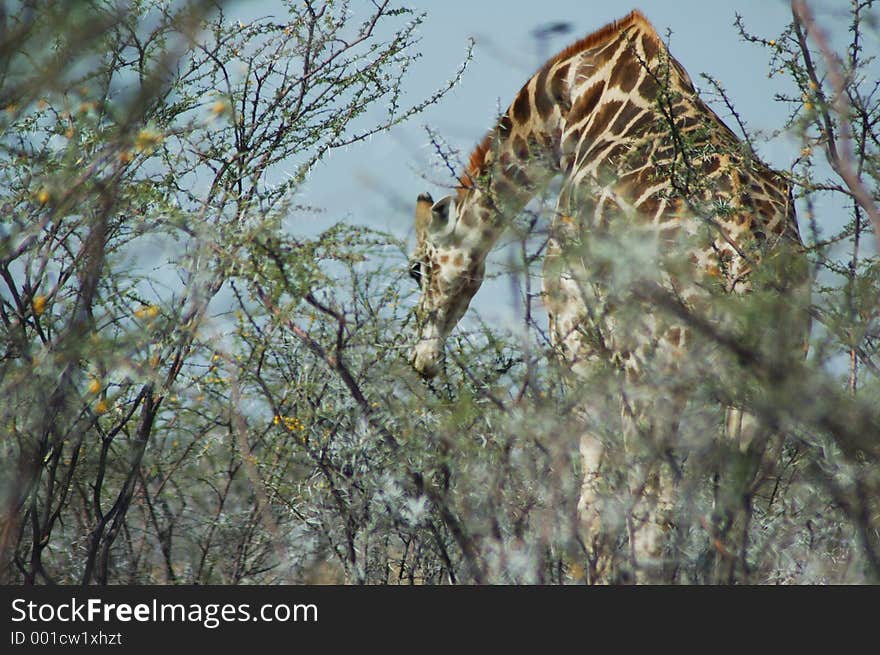 Giraffe in Etosha