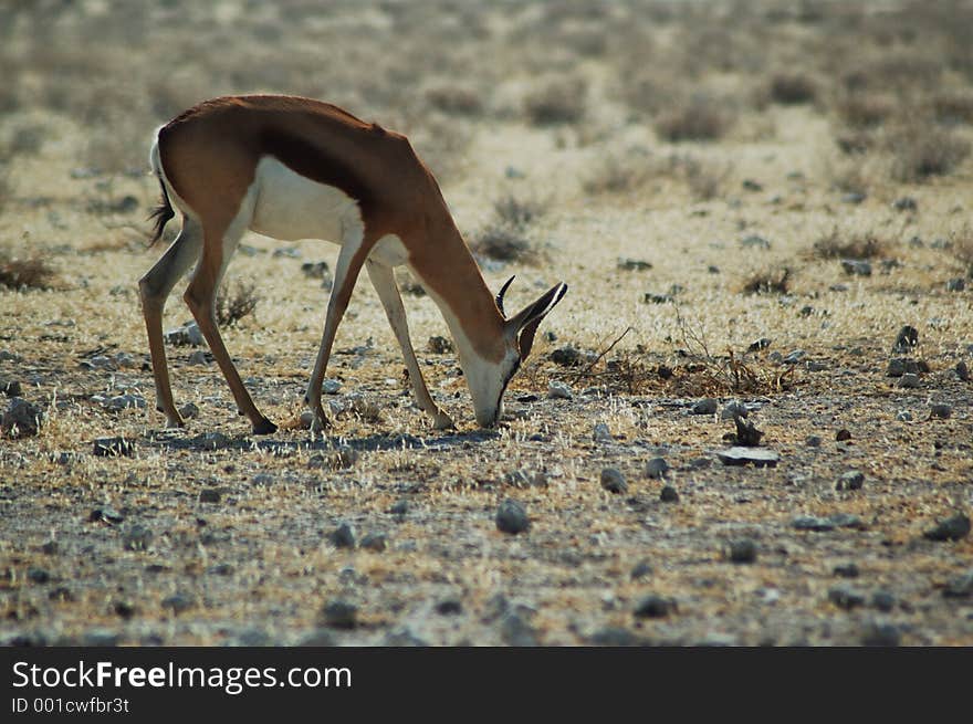 Springbok antelope in Etosha, Namibie. Springbok antelope in Etosha, Namibie