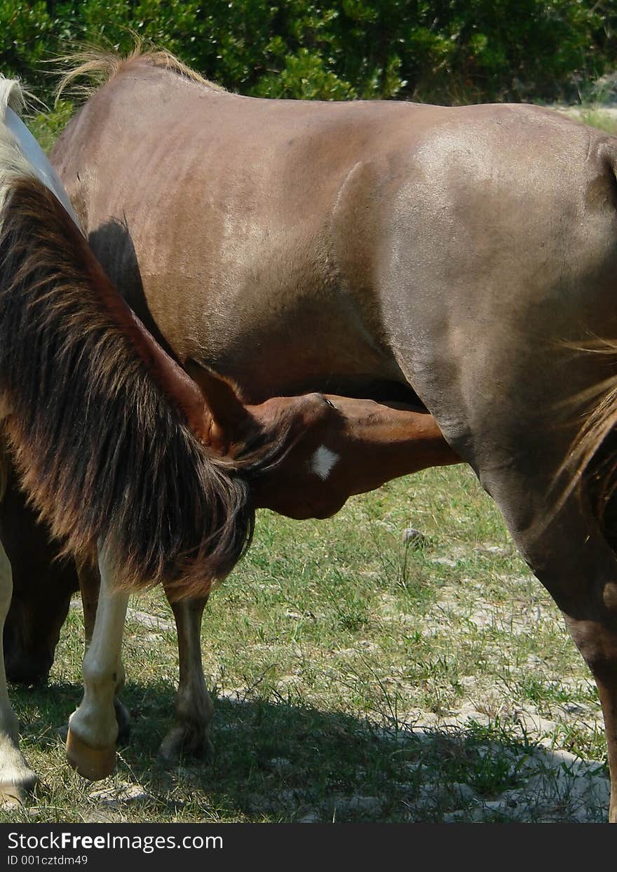 Young colt feeding. Young colt feeding