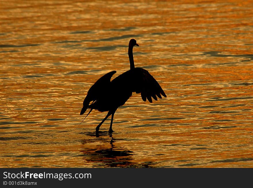 Twilight egret dance with space for text