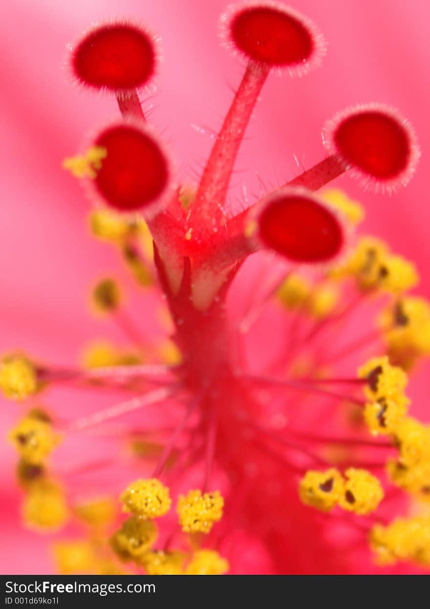 Stamens and Pistols