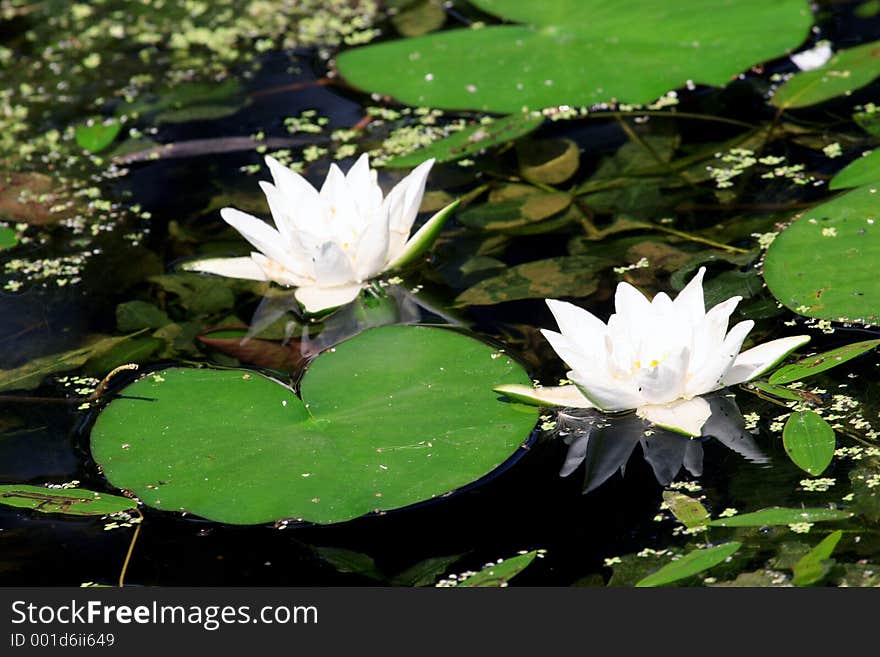 Lilies in a pond