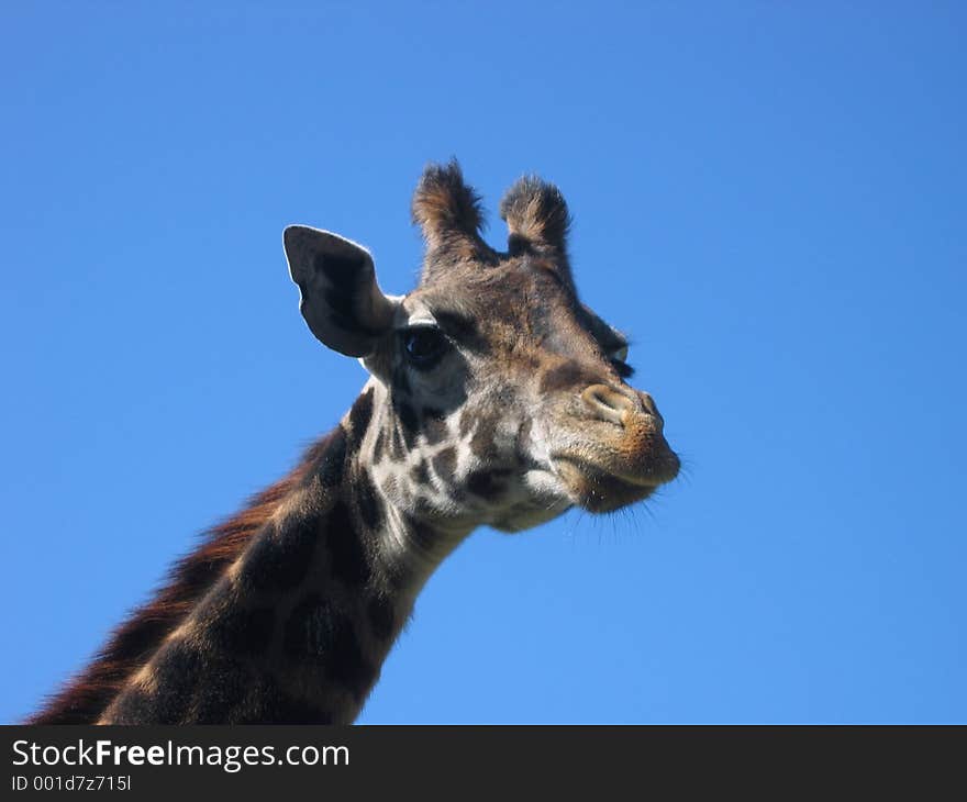 Open range animal park resident. Open range animal park resident.