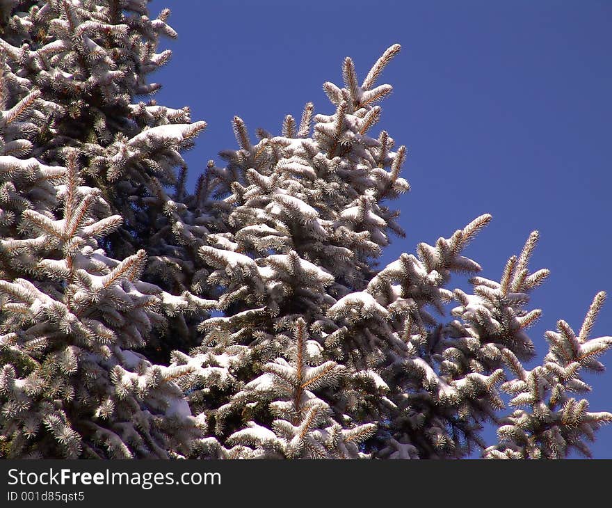 Pinetree top with snow against blue sky. Pinetree top with snow against blue sky