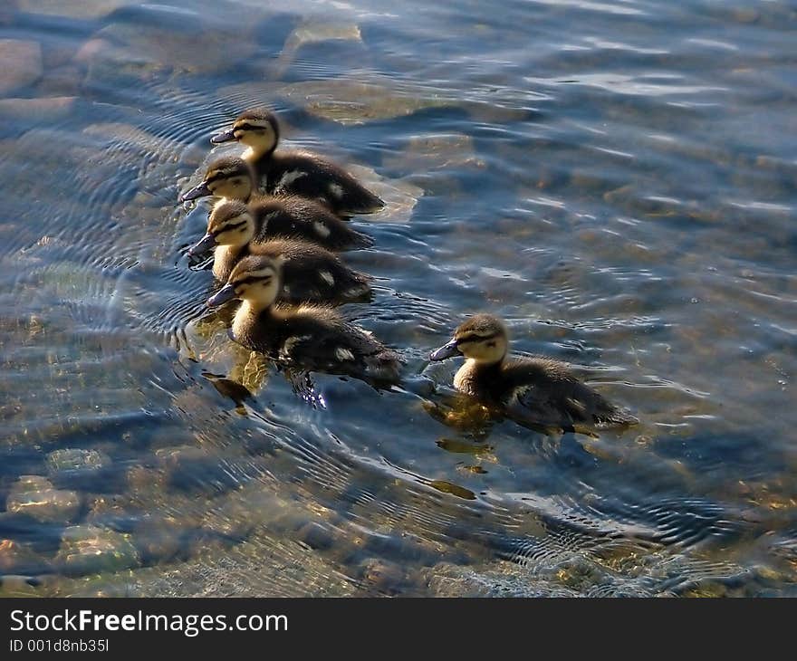 Lining up of little ducklings on a very clear river