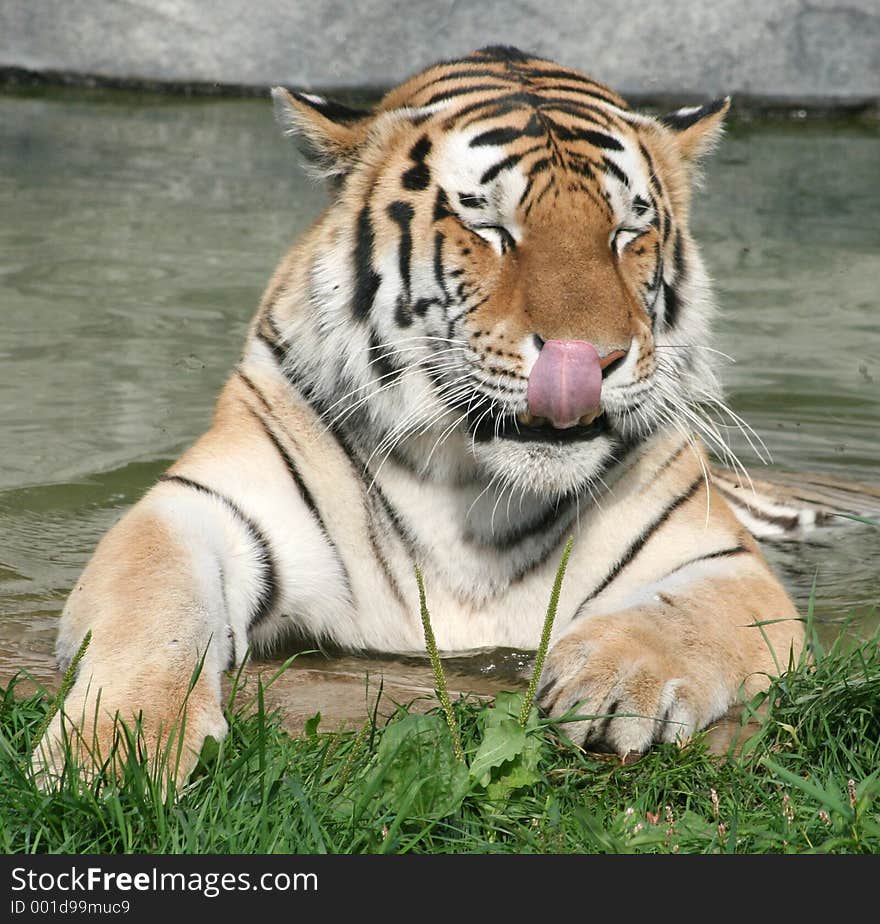 A Siberian tiger licking its lips. A Siberian tiger licking its lips