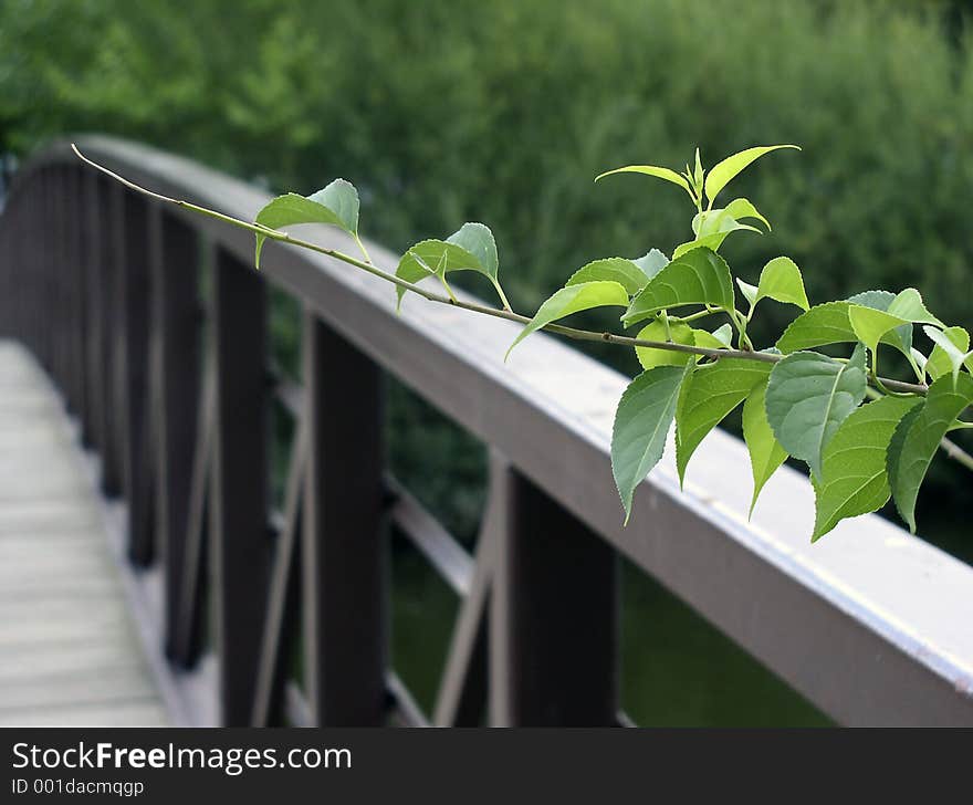 Ivy branch on a park bridge. Ivy branch on a park bridge